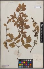 Foto von Salix cinerea L.